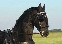 Menpaard 20180629
