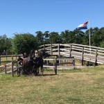 Paarden Fardau&Wieke