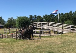 Paarden Fardau&Wieke