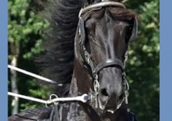 Tuigpaard