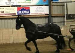 Obstakeltraining20194